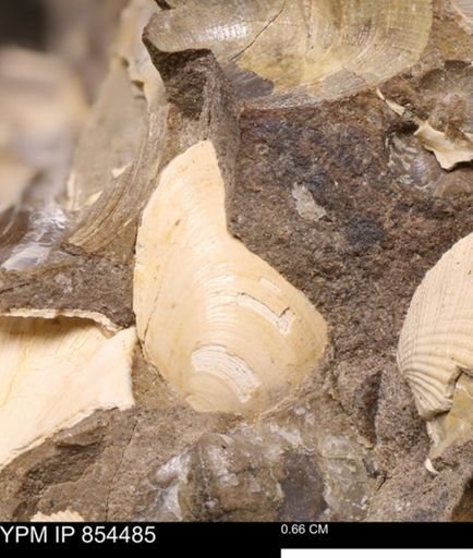 Limopsis striatopunctatus