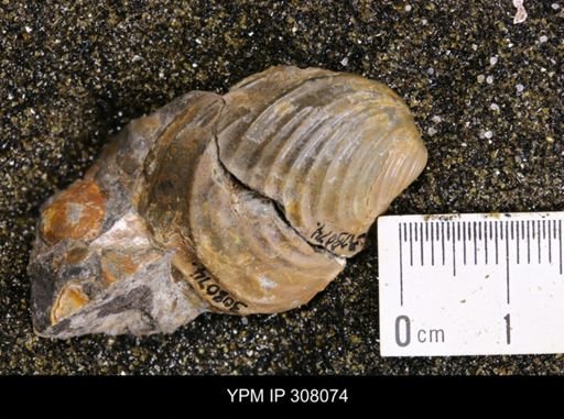 Inoceramus sp.