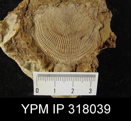 Pseudoatrypa devoniana