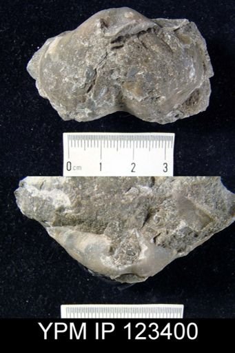Spirifer arenosus
