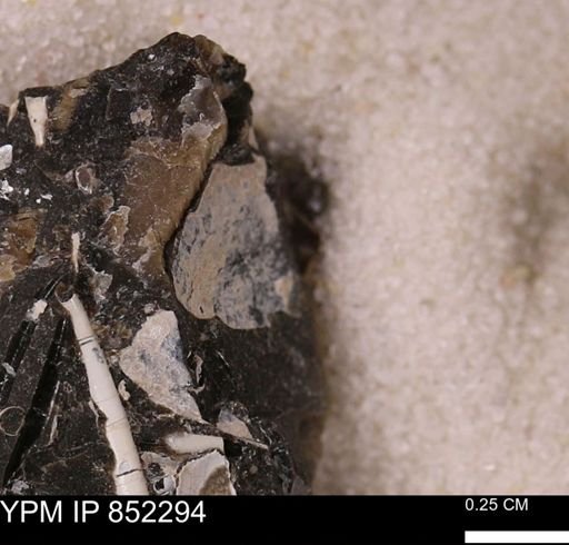undet. Bivalvia