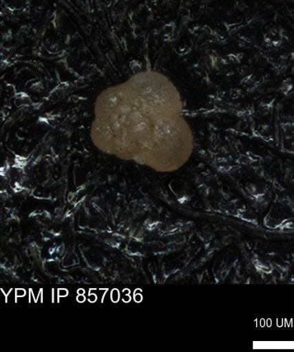 undet. Foraminiferida