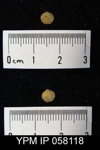 Nucleospira ventricosa