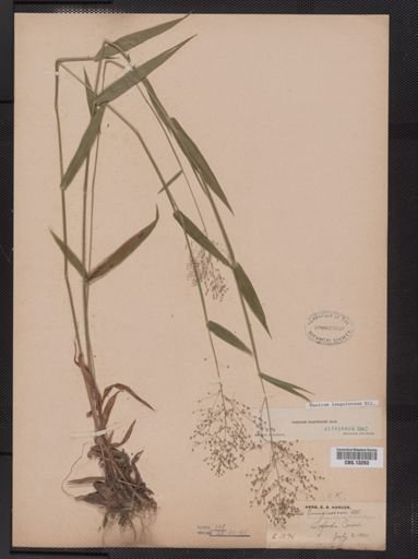 Panicum lanuginosum