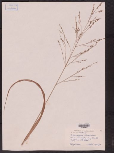 Panicum virgatum