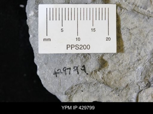 undet. Chonetidae