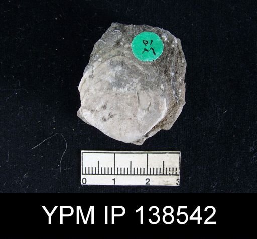 Spirigerella cf. derbyi