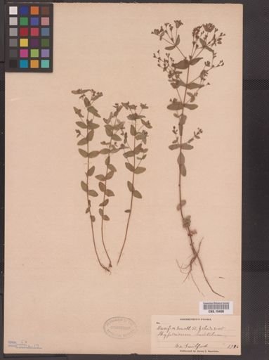 Hypericum mutilum