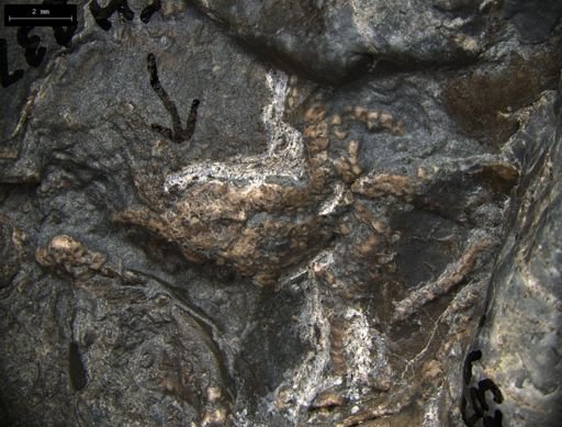 Aplocoma damesii