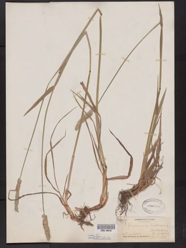 Alopecurus pratensis