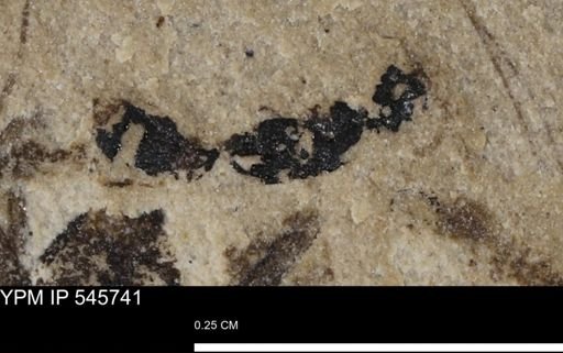 undet. Hymenoptera