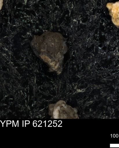 undet. Foraminiferida