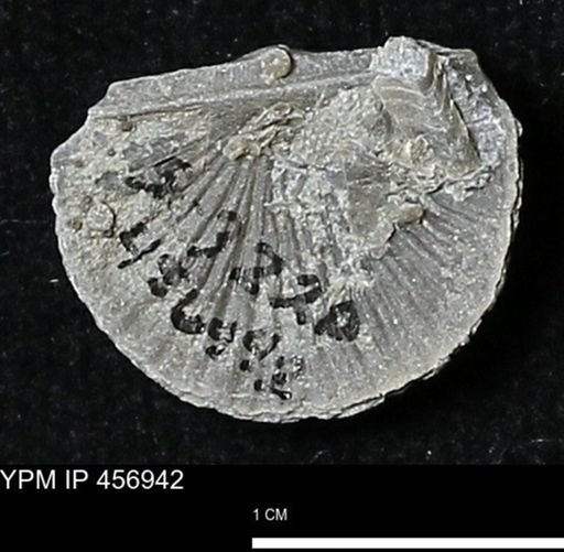 Stropheodonta sp.