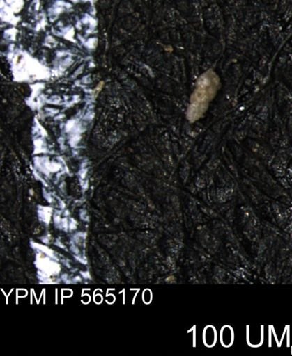 Verneuilinoides kansasensis