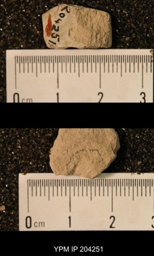 Palaeomanteidae