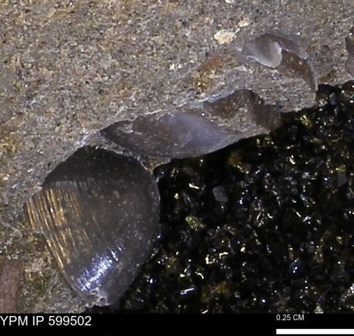Protocardia subquadrata