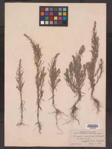 Suaeda maritima