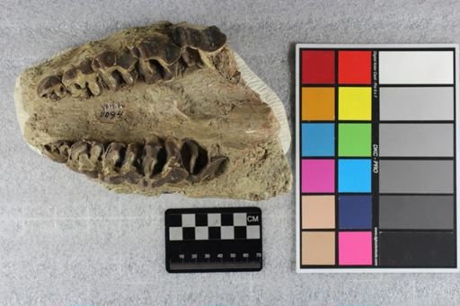 Caenopus sp.