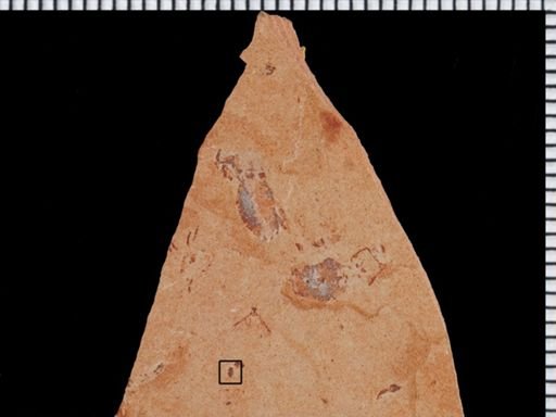 undet. Coleoptera