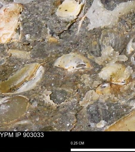 undet. Bivalvia