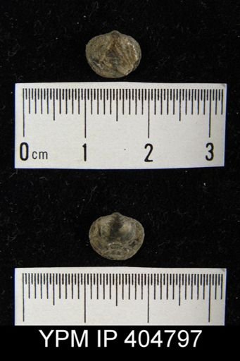 Athyris spiriferoides