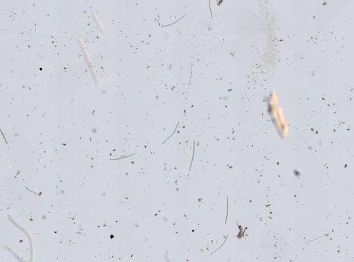 Prosuberites sp.