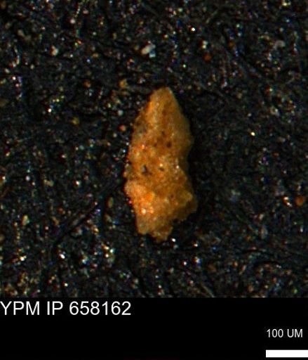 undet. Foraminiferida