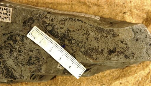Aspidosperma collazoense