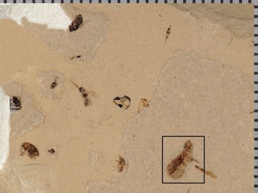 undet. Carabidae