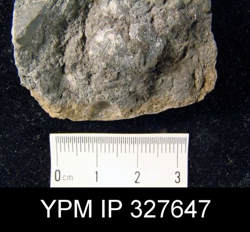 Rhynchopora geinitziana