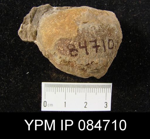 Brachyprion profundum