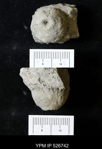 Holocystites sp.