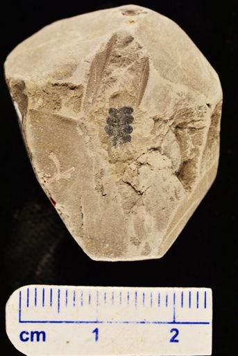 Gleichenia zippei