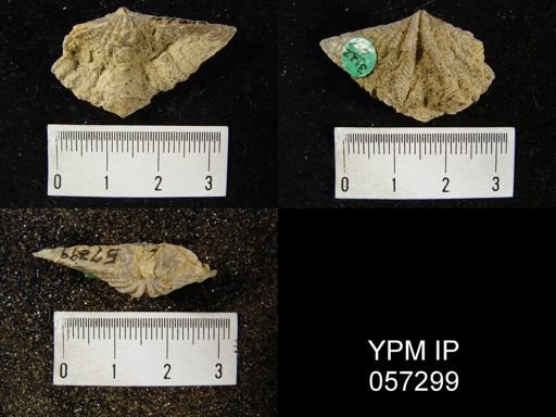 Megakozlowskiella perlamellosa