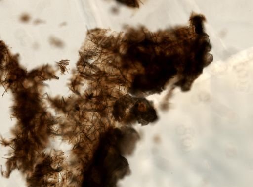 Iophon rayae