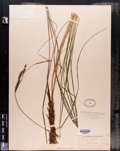 Carex stricta