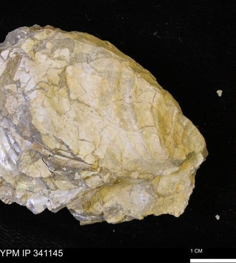 Inoceramus sp.