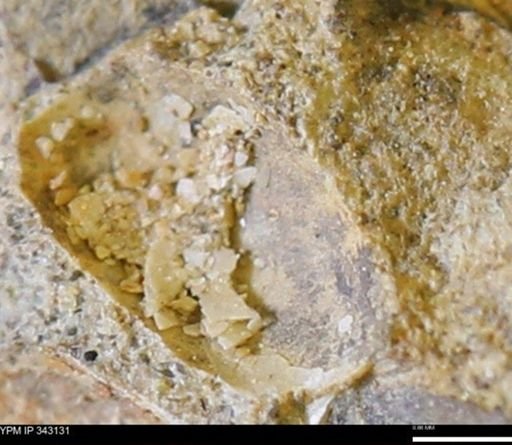 undet. Scaphitidae