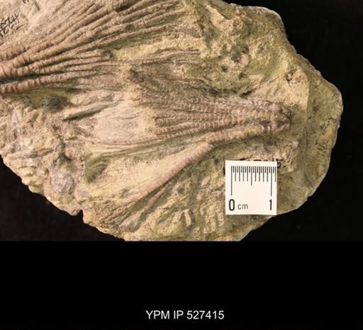 Iocrinus subcrassus