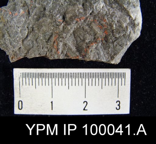 Camarotoechia nucula