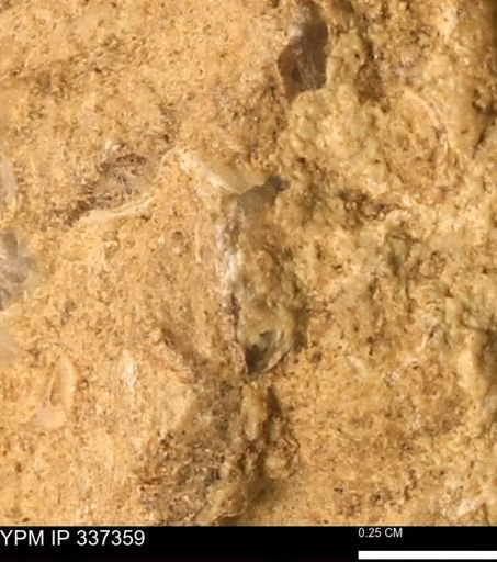 undet. Bivalvia