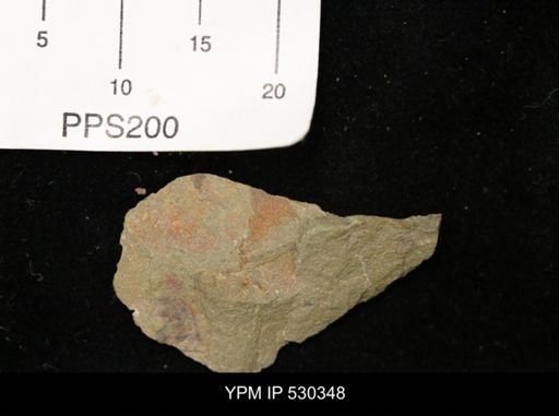 Echinodermata?