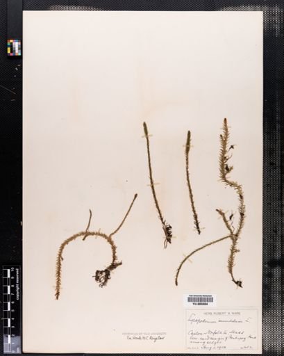 Lycopodium inundatum