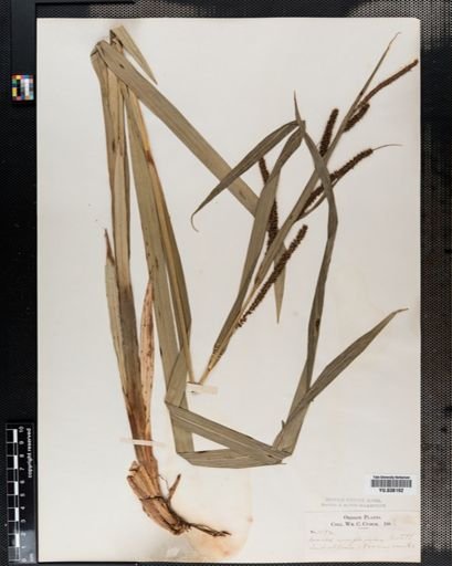 Carex amplifolia