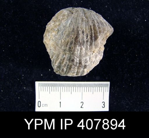 Spirifer bisulcatus