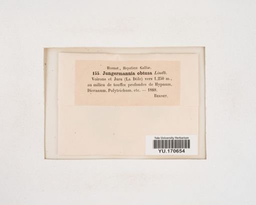 Plantae
