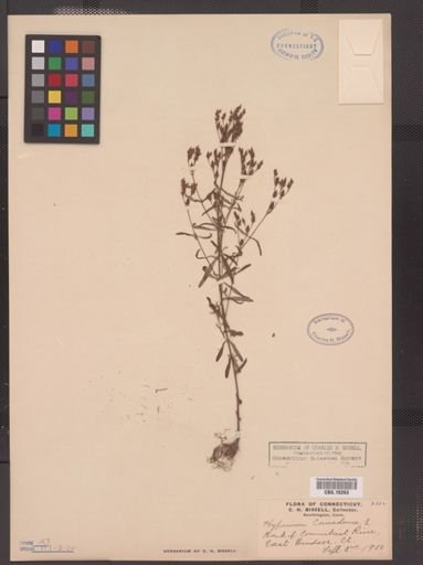 Hypericum canadense