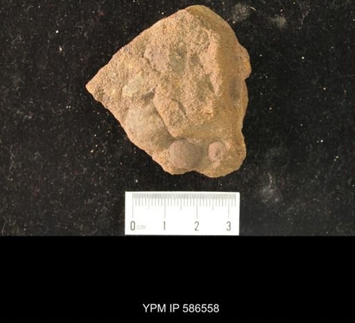 Syntrophina primordialis