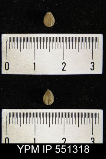 Camarotoechia acinus