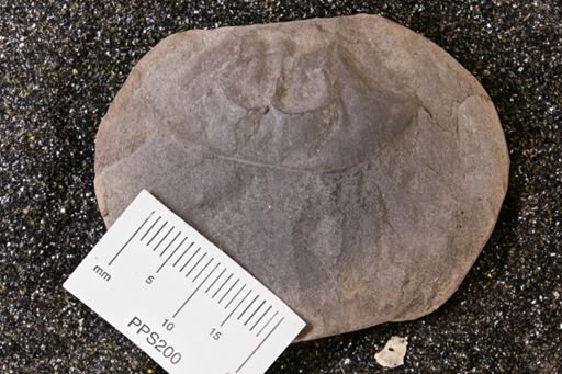 Euproops danae